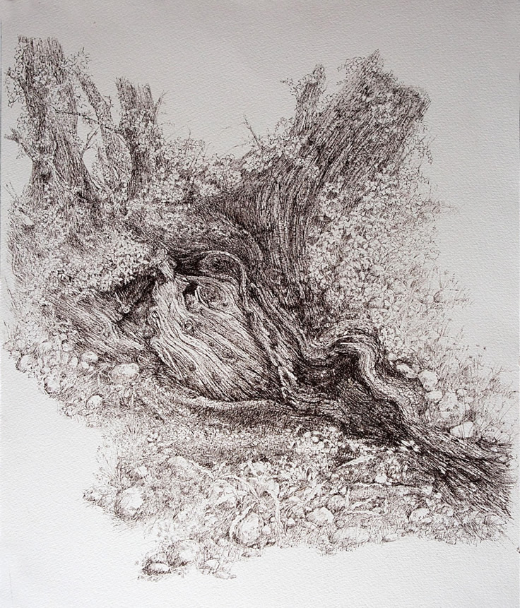 Old Tree Stump, Route de Molières (Dordogne) – Ink – 1 ft 6 inches x 2 ft unframed